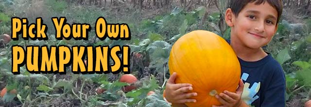 Pick Your Own Pumpkins